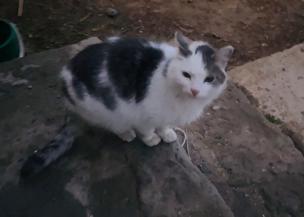 Кошка кошка Барсик