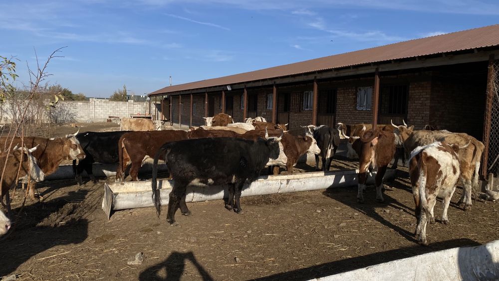 Буаз сиырлар сатылады 22 бас