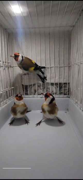 Щегол чегол