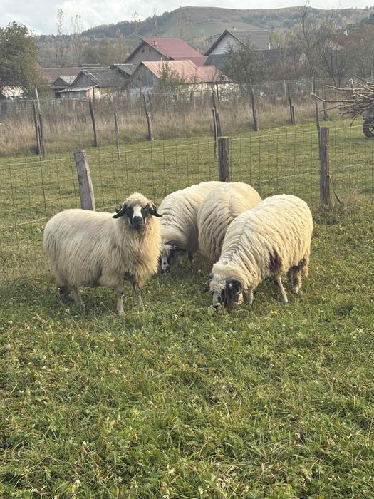 Oi de vânzare breze