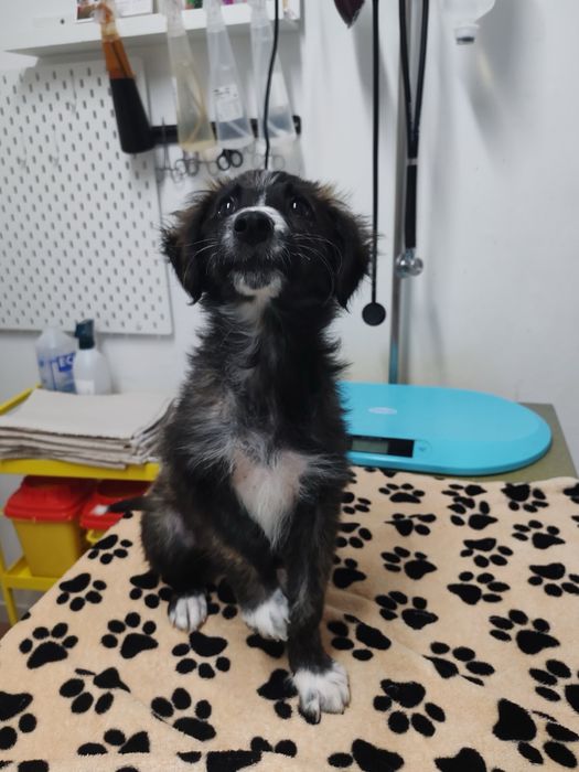 Мъжко кученце търси дом