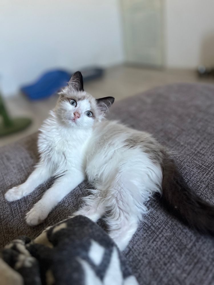 Băiețel Ragdoll Seal Bicolor