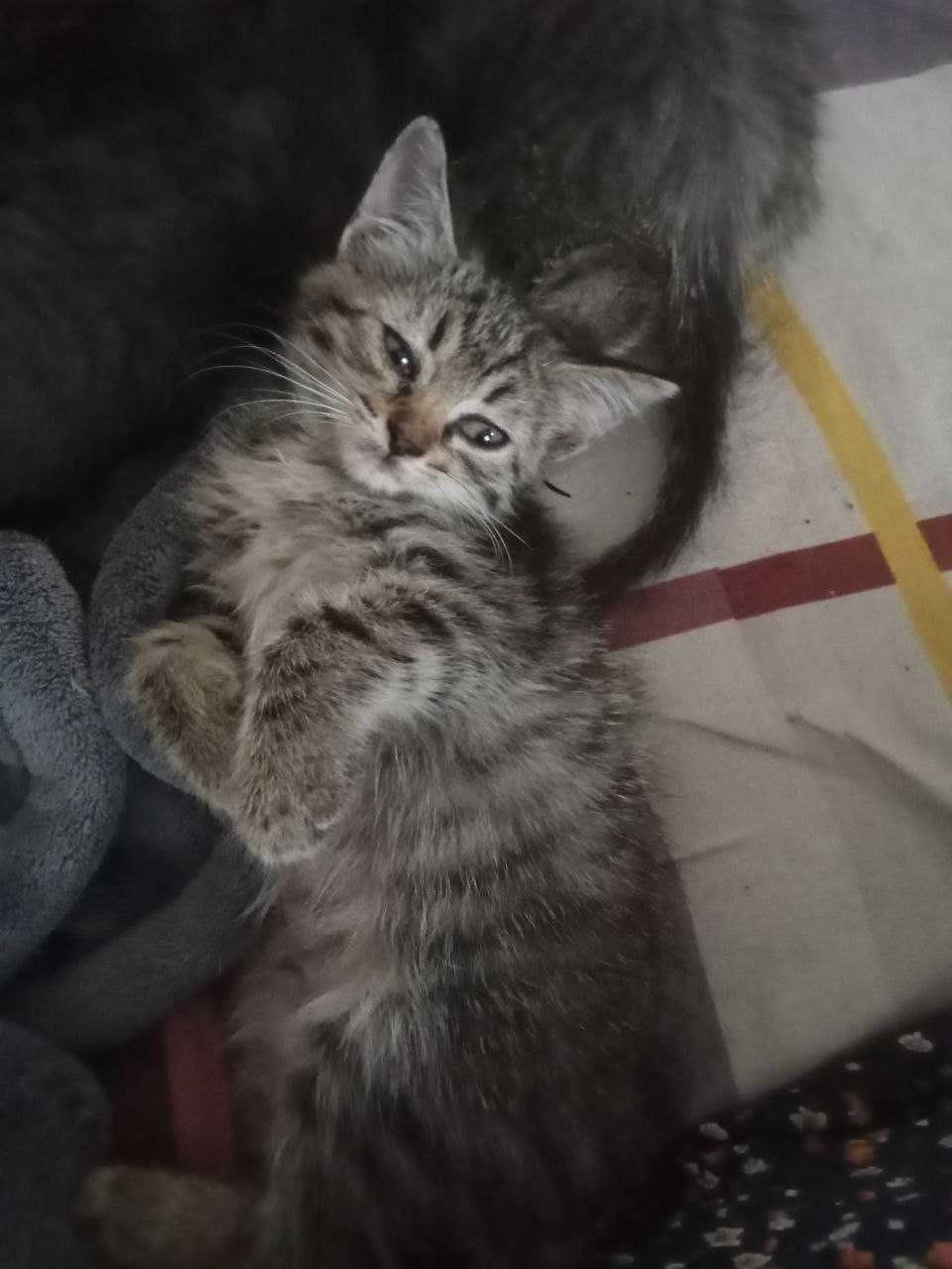 Бесплатно! Котята 3 месяца. Приучены к лотку