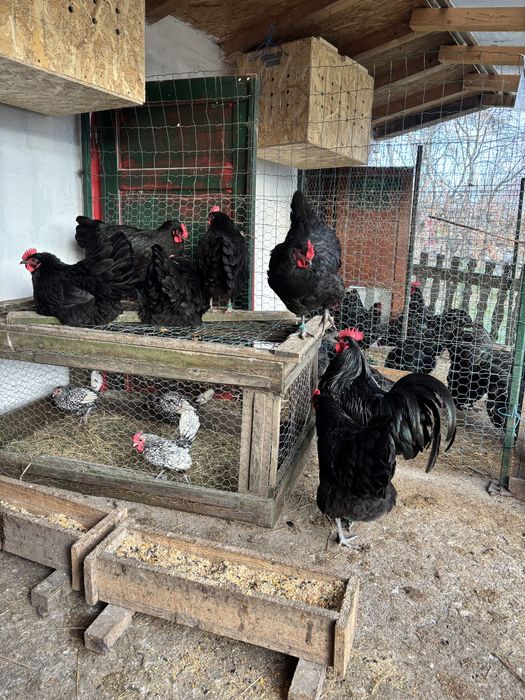 Precomenzi pentru puiisori/ouă de incubat Australorp Negru