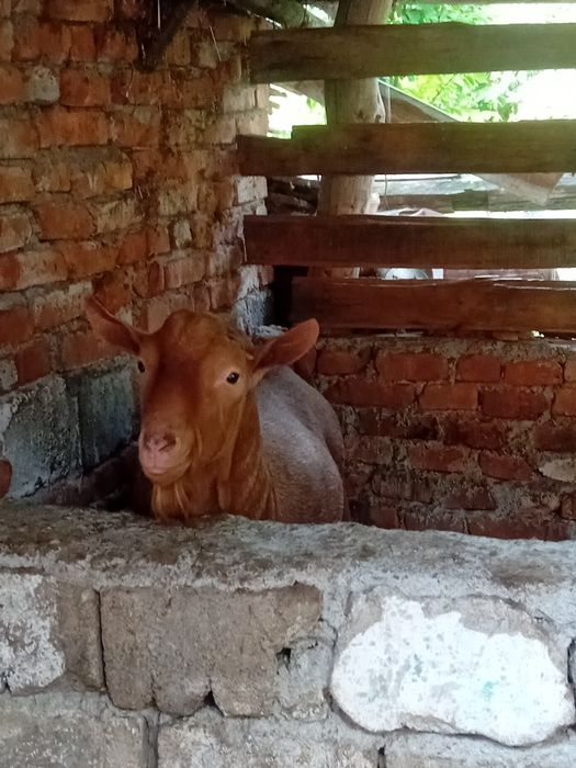 Vând Țap de rasa