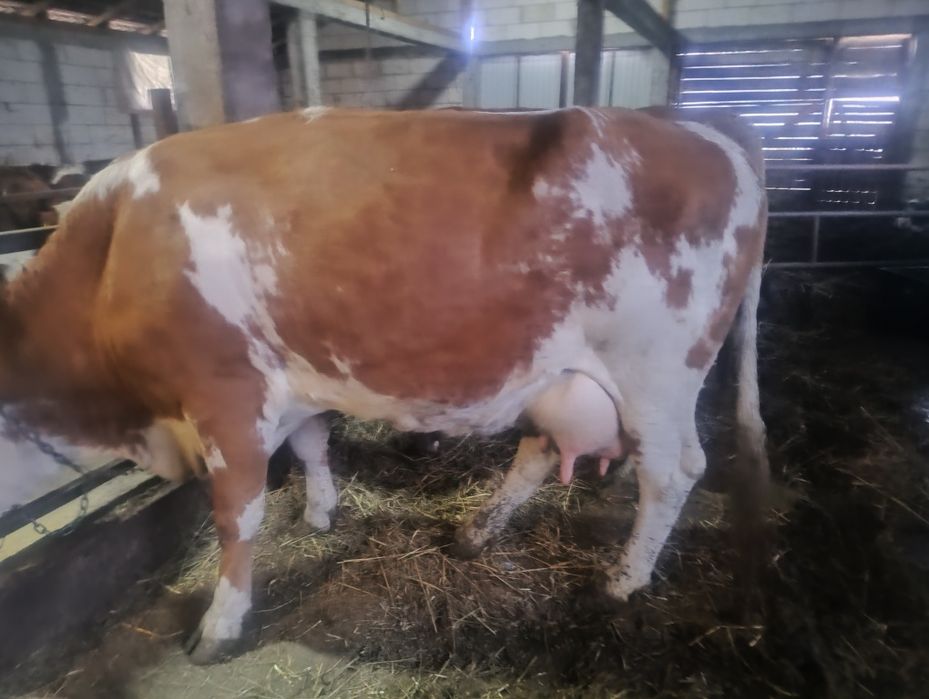 Vând vaca de 4 ani cu lapte