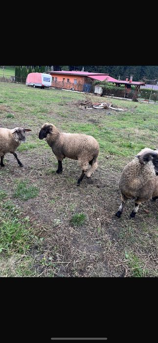 Oi tinere de carne, influență Suffolk – 15 lei/kg viu