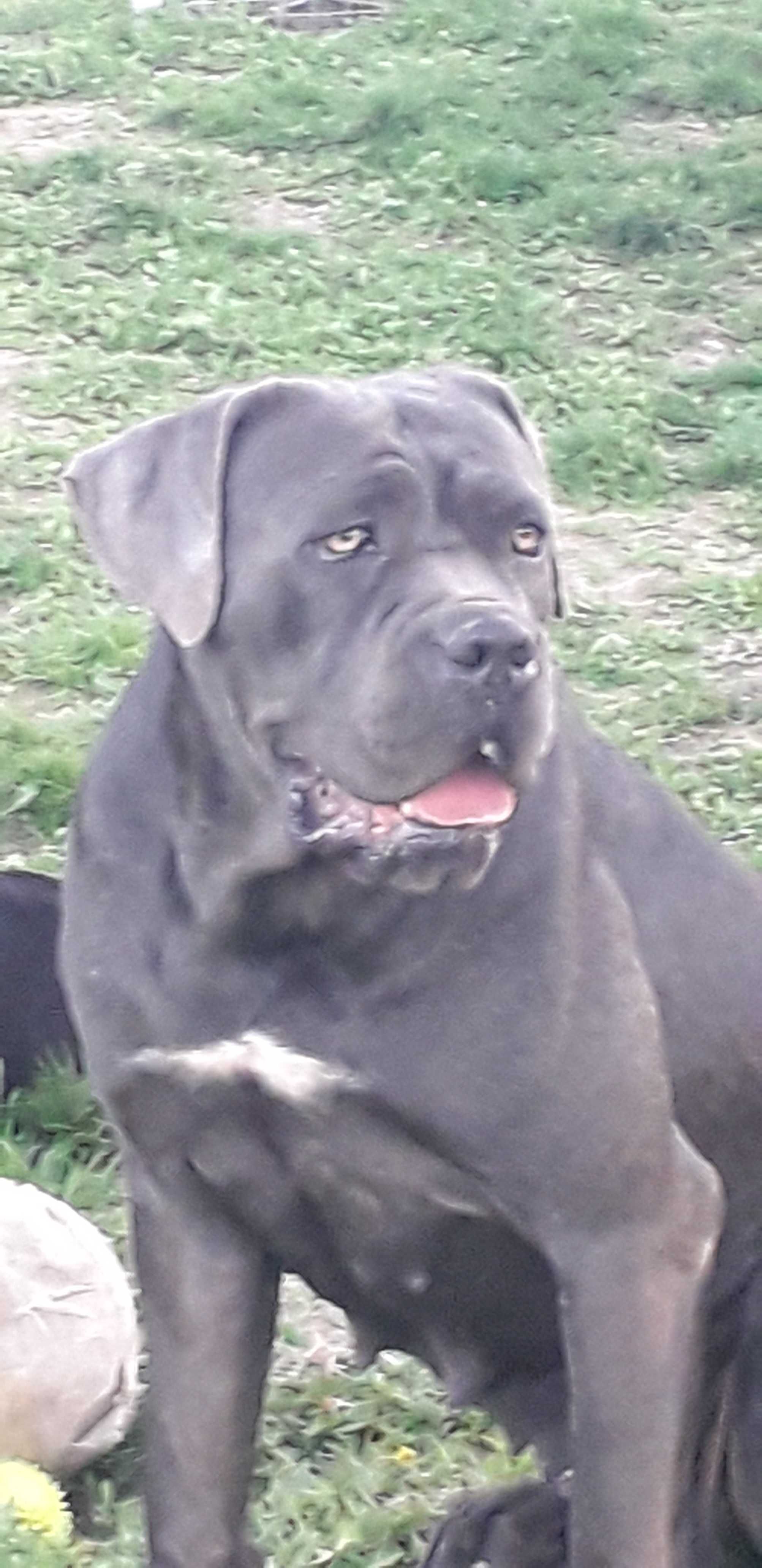 Pui cane corso cu pedigrie