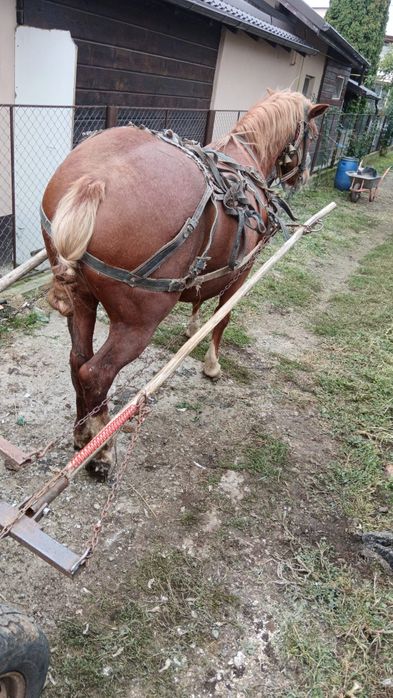 Vând iapa de 10 ani