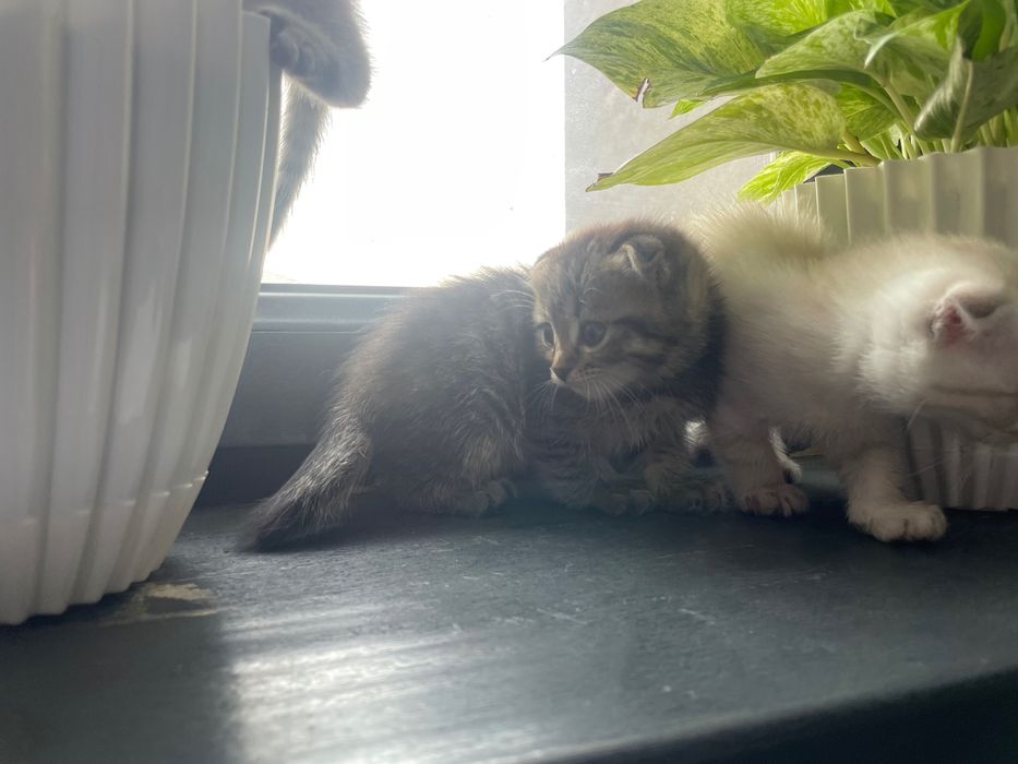 koshka vislouxo porodistiy страйт