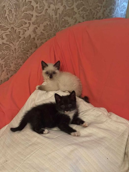 Отдам котят в хорошие добрые руки!!!