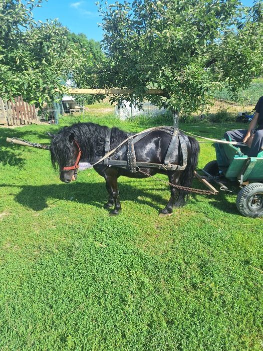 Vând ponel foarte cuminte