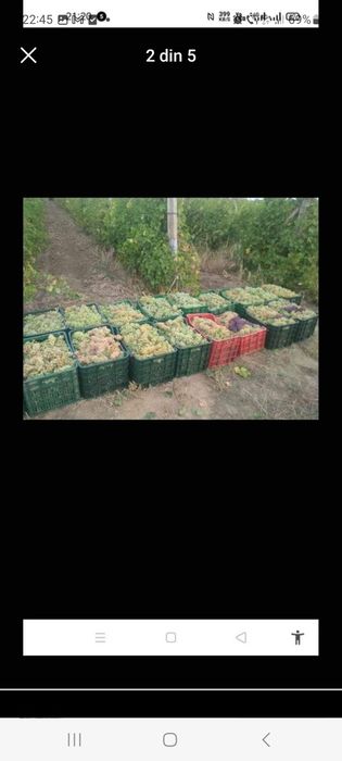 Vand strugurii de vin