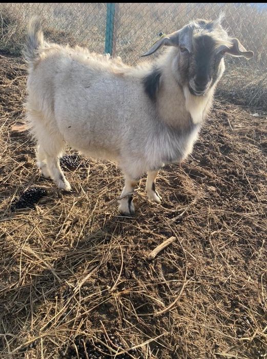 Продам козла на племя