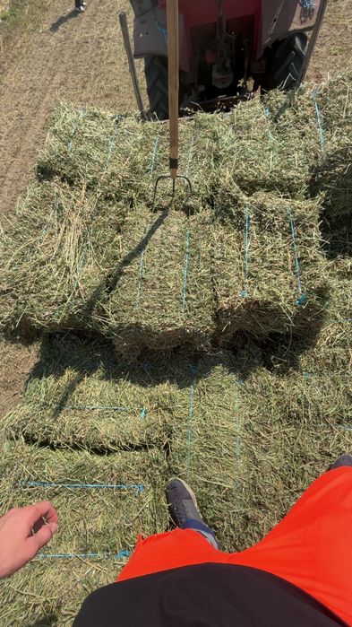 Baloți de lucernă de vânzare