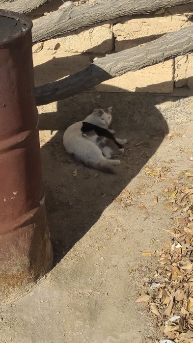 Мысық сатылады парода еркек