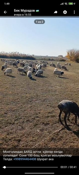 Монголиядан БАЯД зотли  қўйлар келди сотилади!