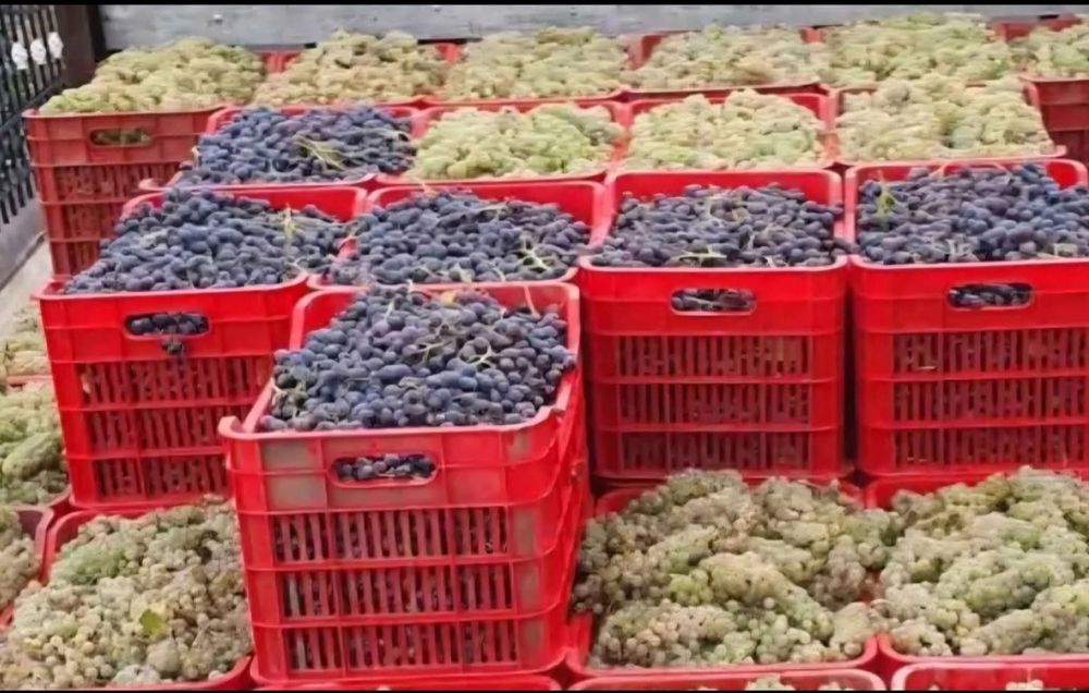 Vând struguri de vin producție 2025. Duce mă în toată țara