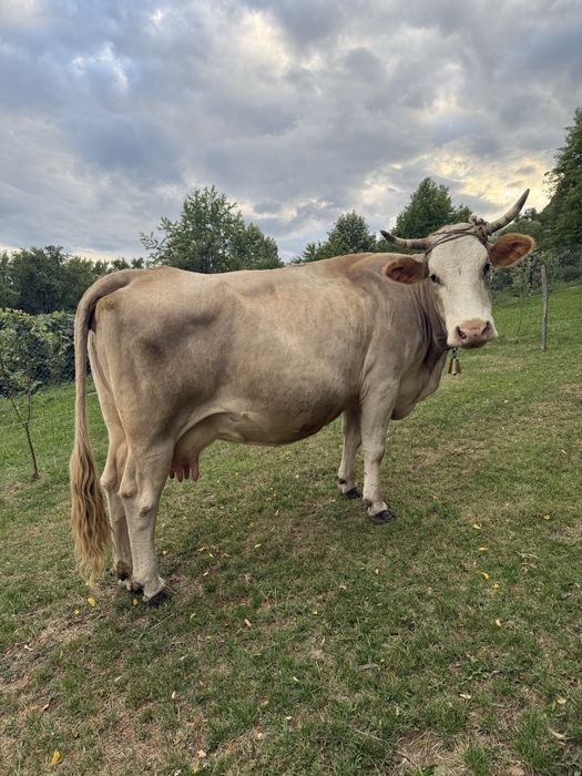 De vanzare Vaca cu lapte + vitea