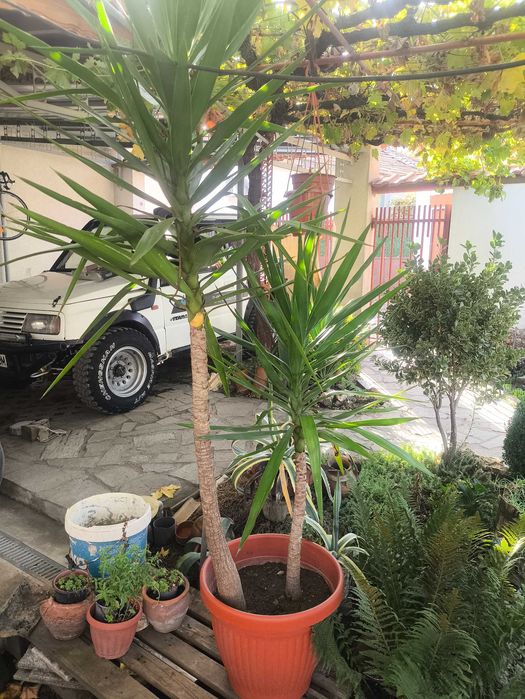 Палма Юка на 25 години