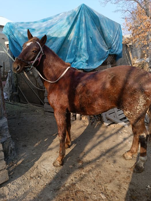 4 yosh aygʻir sotiladi