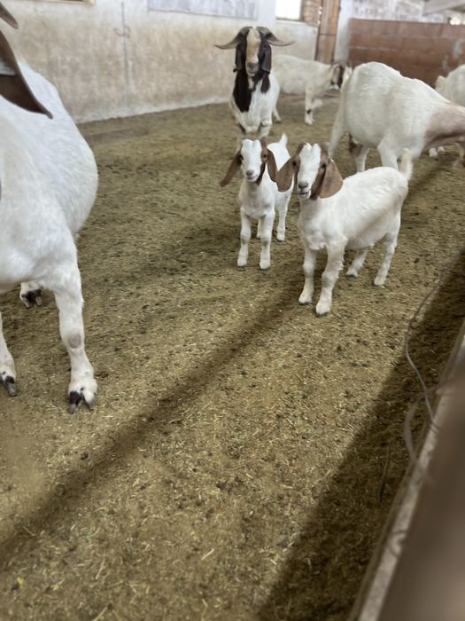 Disponibil capre si iezi din rasa Boer vacinate si deparazitate confor