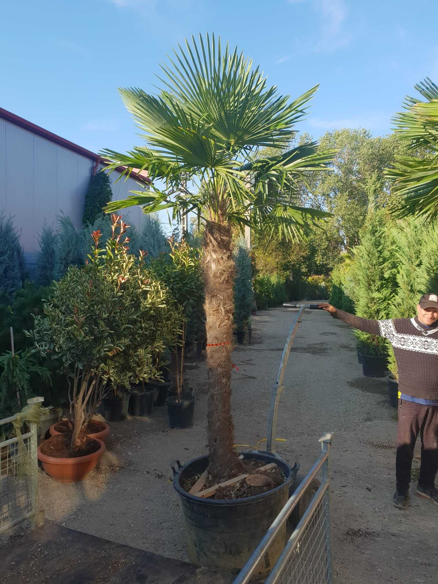 Grădina ta merită cele mai frumoase plante decorative