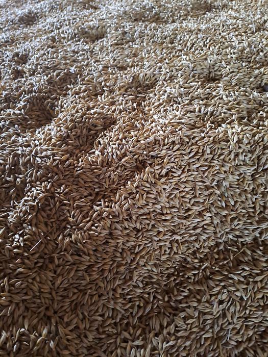 Orz de vânzare  boabe lucernă