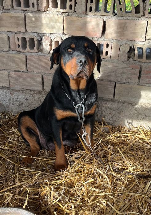 Новородени ротвайлери