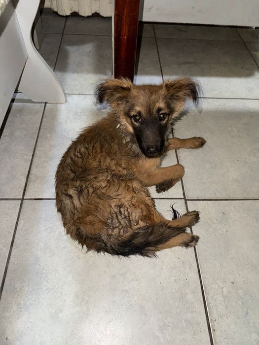 Собачка ищет дом. Дарю щенка.