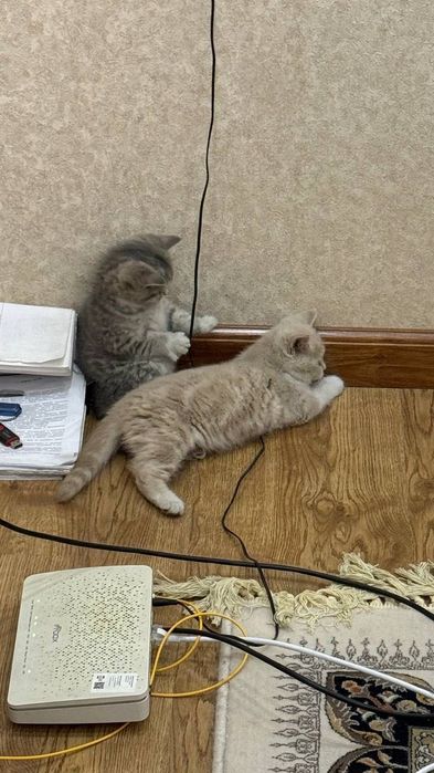 Scottish straight kittens (Шотландские котята)