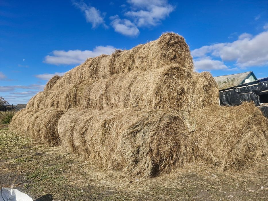 Продам свежее сено