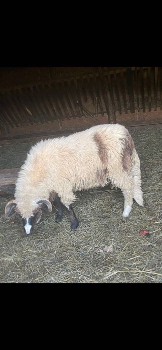 Vând mielute și berbecuți