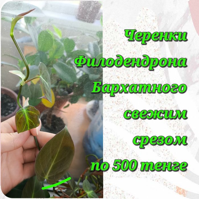 Филодендроны и Фикусы по сортам.