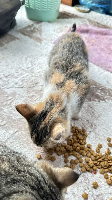 Отдам даром котят в хорошие руки