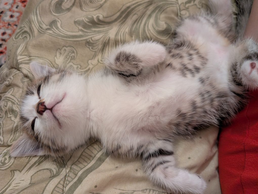 Отдам котенка,девочка
