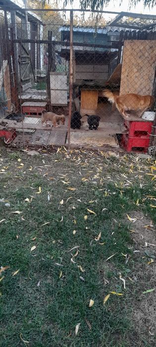 Donez  trei pui de câine