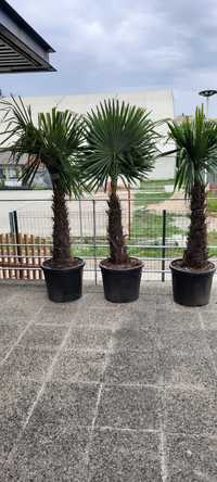 Plante ornamentale diferite