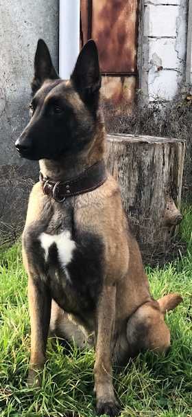 ciobanesc belgian malinois