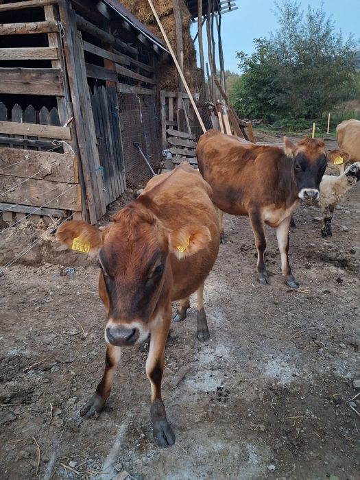 Juninci de jersey