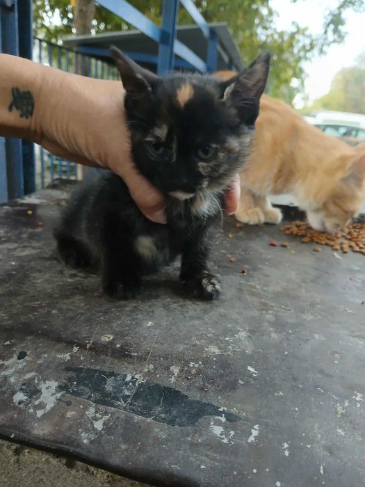 Котенца за осиновяване