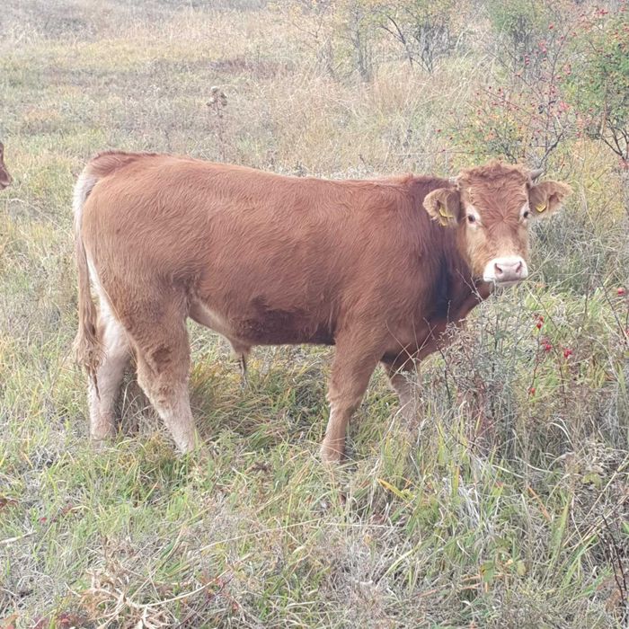 Продавам телета и коне