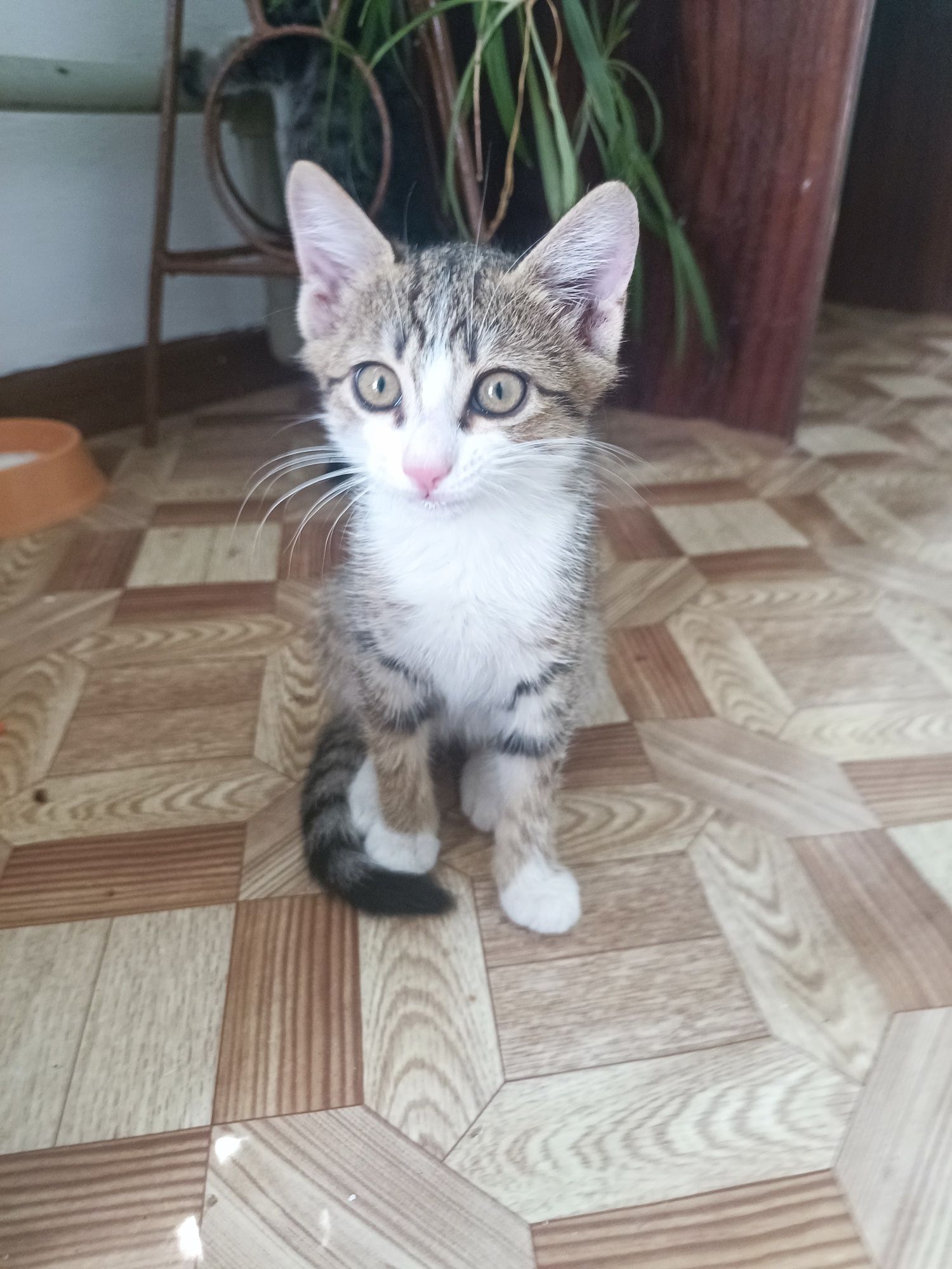 Котята домашние два месяца