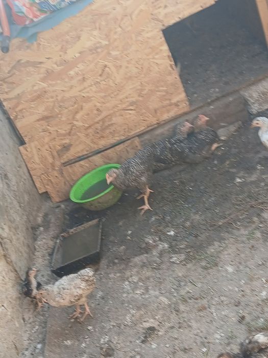 Pui de găină de vanzare