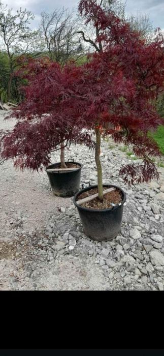 Vând platani mesteacăn