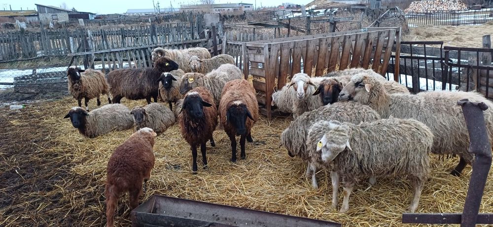 Продам овец 650000