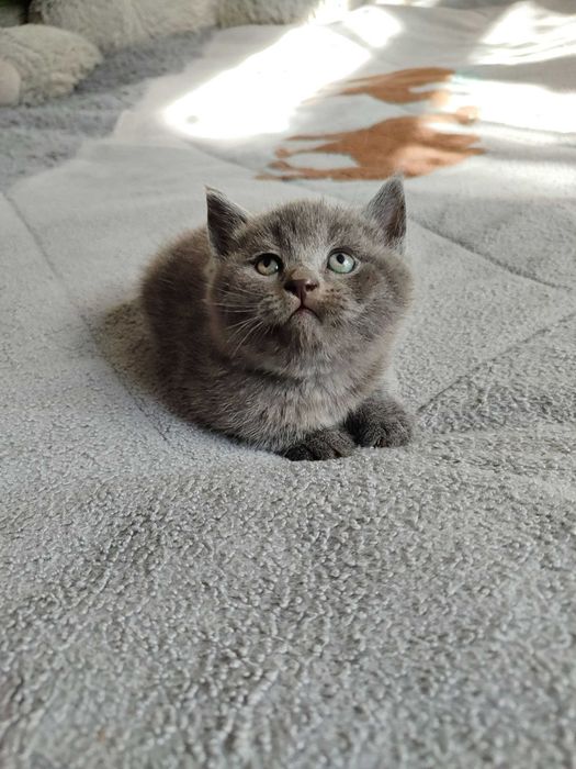 Продается котенок скоттиш страйт