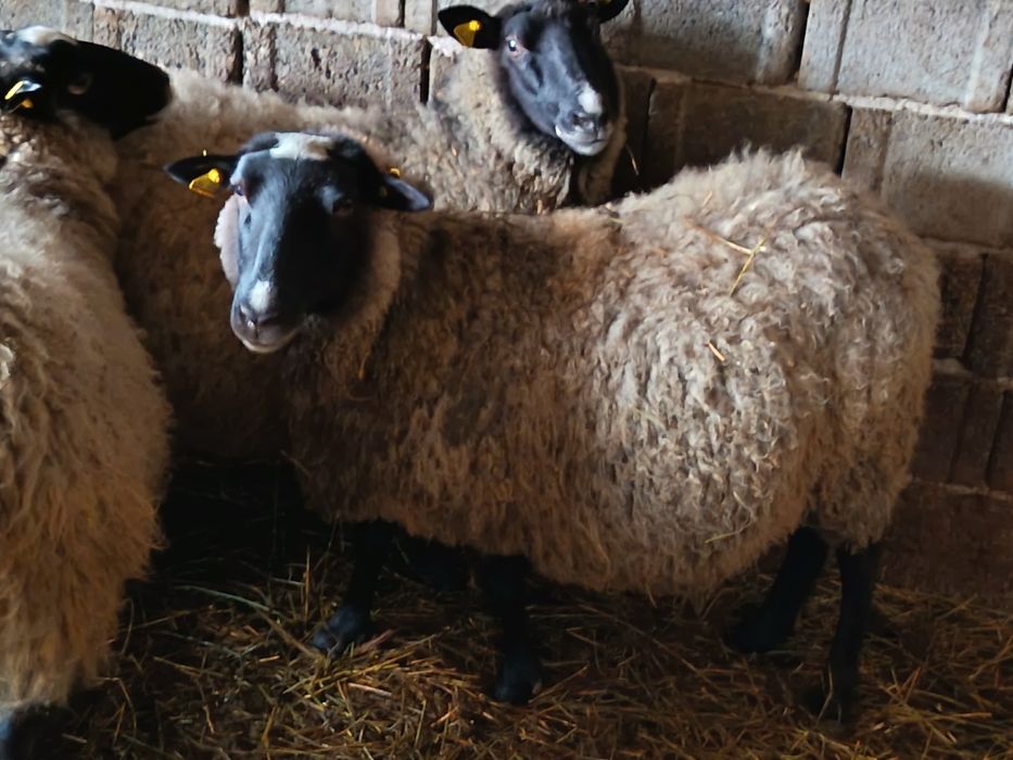 Oi Romanov gestante la 250 de euro