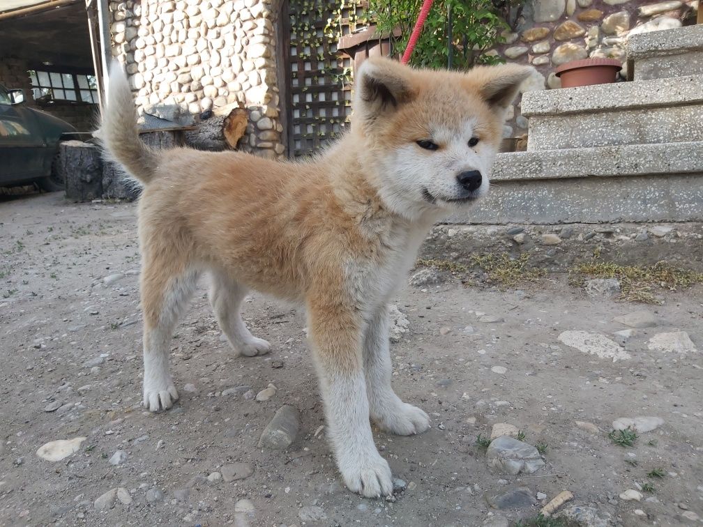 Femelă Akita Inu Japonez