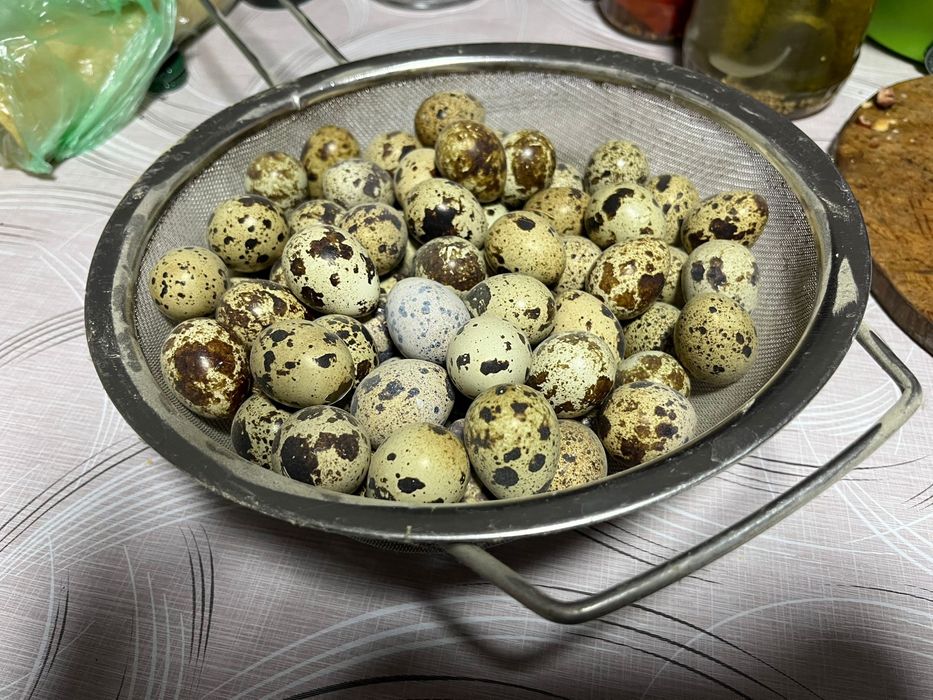 Vand ouă prepeliță bio Albestii de Argeș
